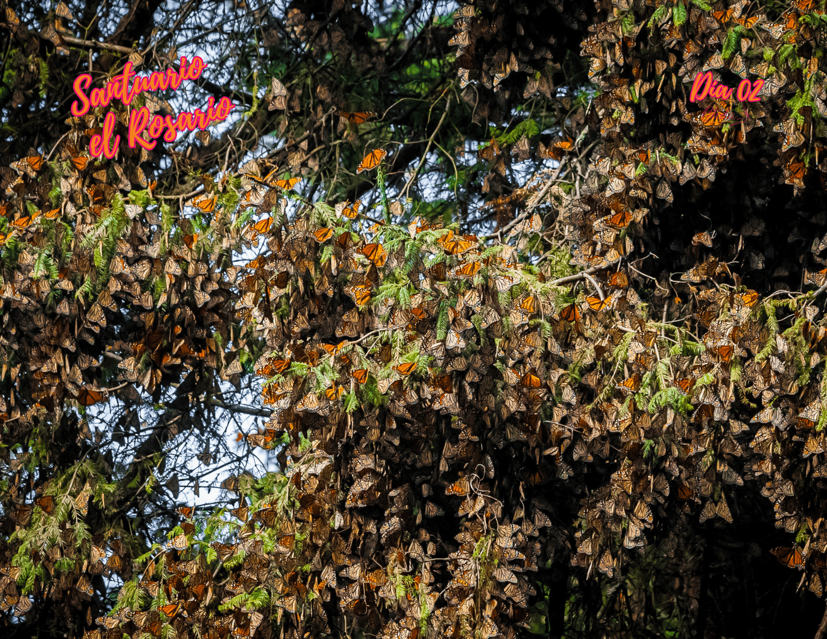 Santuario de la Mariposa Monarca