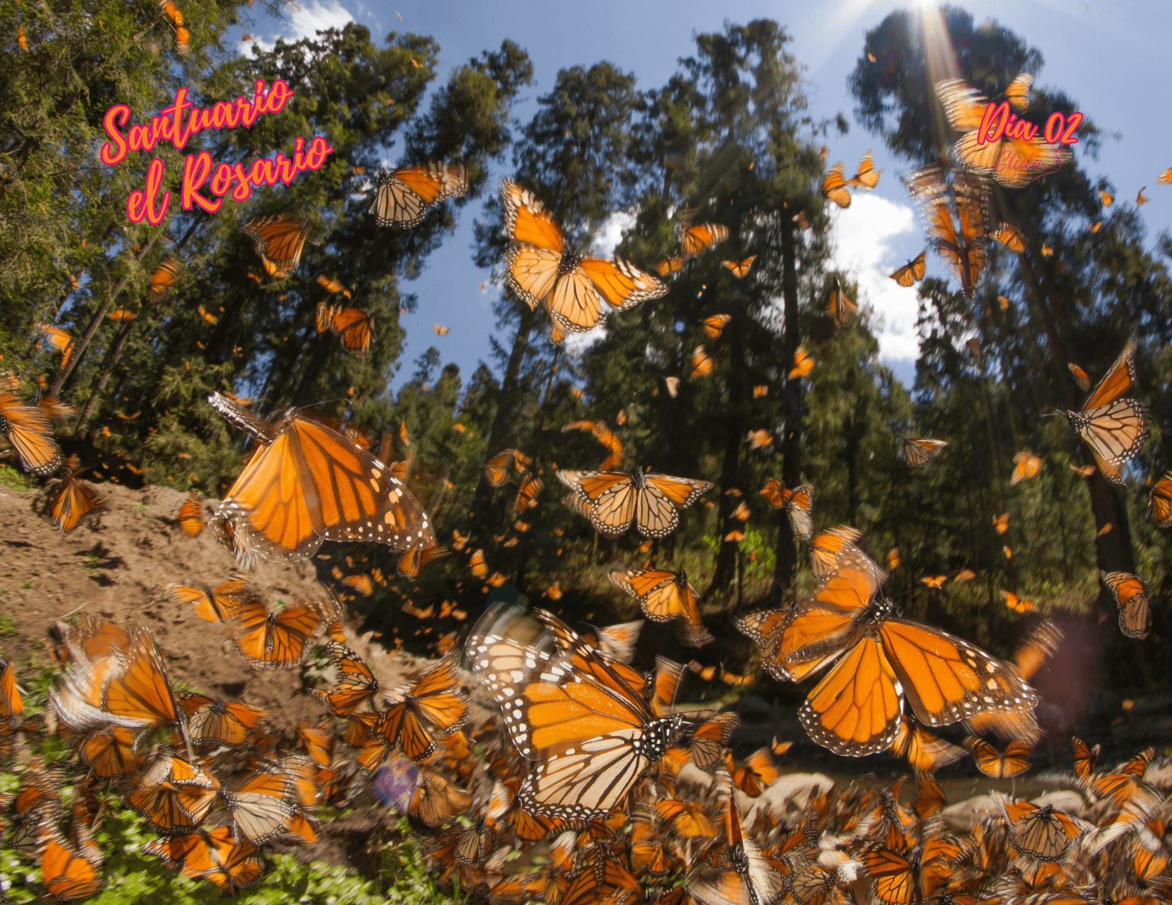 Santuario de la Mariposa Monarca